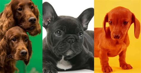 The Cutest Dog Breeds Ranked