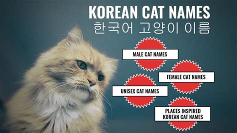 The nice thing about these options is they work for all breeds, all sexes, and all ages of cats. 130+ Korean Cat Names - Male And Female Names With Clear ...