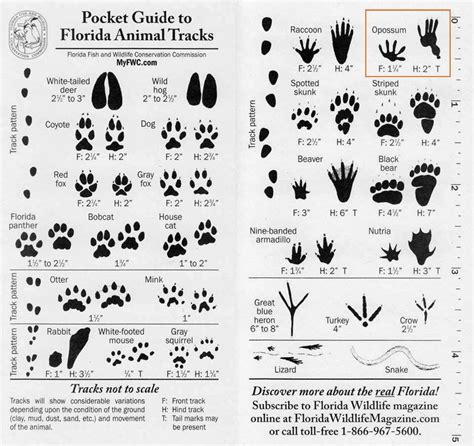 Guide To Animal Tracks Bigfoot Research News
