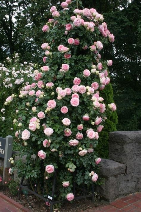 Eden Climber Climbing Roses Heirloom Roses Climbing Plants