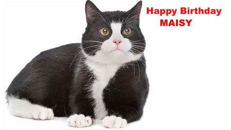 Maisy Cats Gatos Happy Birthday Youtube