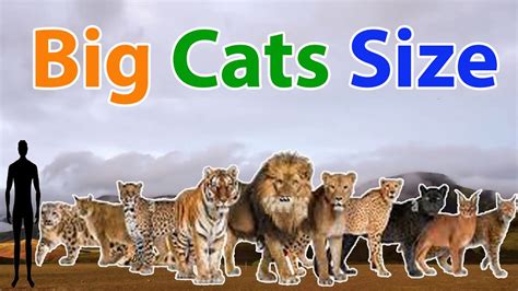Big Cats Size Comparison 2022 The Most Dangerous Big Cats In The