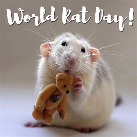 World Rat Day 4th April Sunday 2021 Rats Arent Dirty Lolsys Library