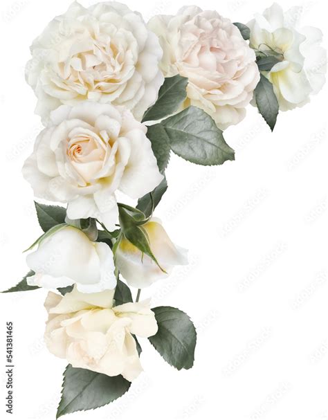 White Roses Isolated On A Transparent Background Png File Floral