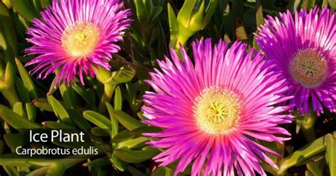 Ice Plant Care How To Grow Ice Plant Succulents
