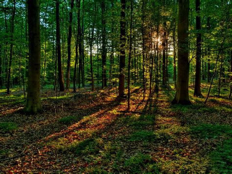 Summer Forest Hdr Free Photo Download Freeimages