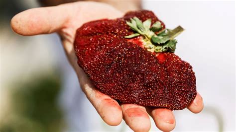 Giant Strawberry Sets Guinness World Record Cnn