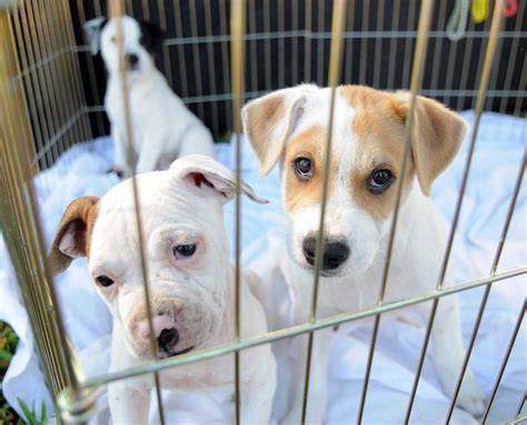 Growing public awareness and anger about the cruelty inherent in the puppy industry has led to local and state laws that restrict the retail sale of dogs. Palm Beach County bans dog, cat sales at new pet stores in ...