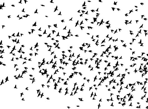 Clipart Huge Flock Of Birds Flying Silhouette 2