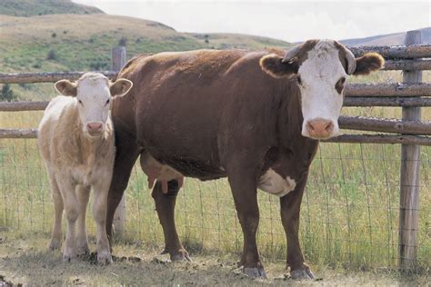 Cow Description And Facts Britannica