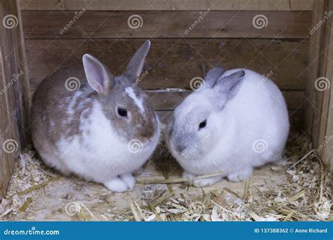 Frontal View Of Two Cute Different Coloured Rabbits Huddling Togethe