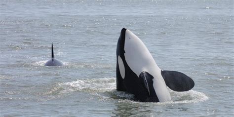 Wild Whales Vancouver Wild Whales Vancouver Yorumları Tripadvisor