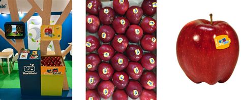 Blue whale's farmers currently grow 19 varieties of apples. Blue Whale Apple Exports to China to Double Next Season ...