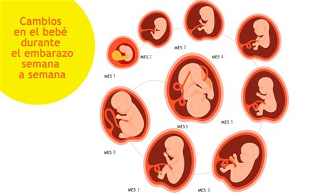 Flujo Primeros Dias Embarazo Antes Primera Falta - Desarrollo del bebé en el embarazo: evolución semana a semana