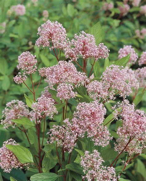 Ceanothus X Palliadus ‘perle Rose Céanothe Perle Rose Pépinières