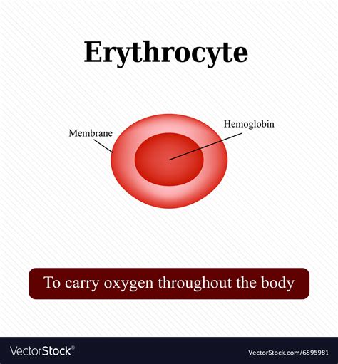 20 to 30 trillion red blood cells (erythrocytes; The structure of the red blood cell Erythrocyte Vector Image
