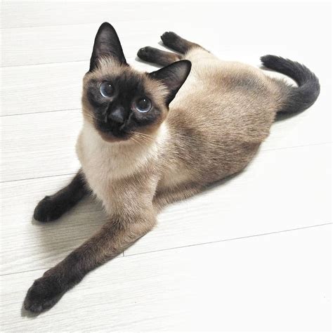 Fascinating Facts About Siamese Cats