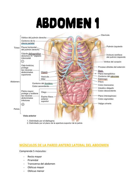 Abdomen órganos y huesos del abdomen ABDOMEN MÚSCULOS DE LA PARED ANTERO LATERAL DEL