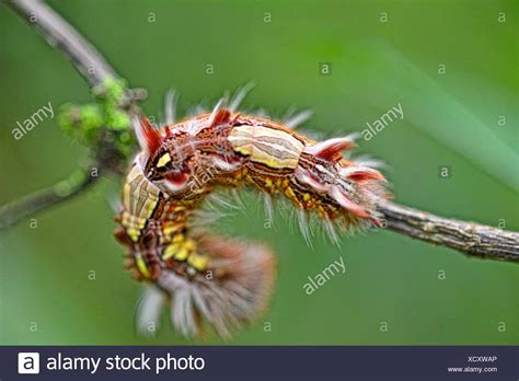 Morpho Butterfly Caterpillars