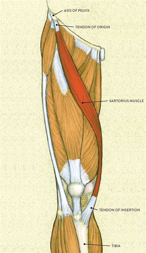 Picture Of Upper Leg Muscles And Tendons The Anterior Muscles Of The