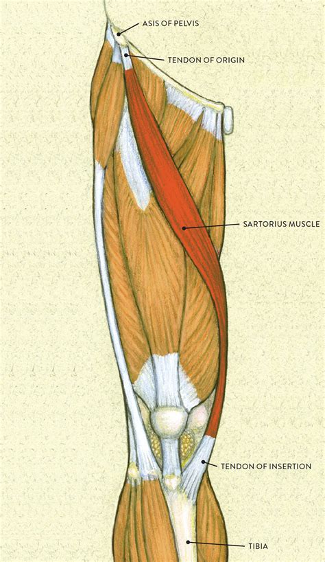 Pain deep in the buttocks, upper thighs, or back of the hips that starts gradually. Muscle and Tendon Characteristics - Classic Human Anatomy ...