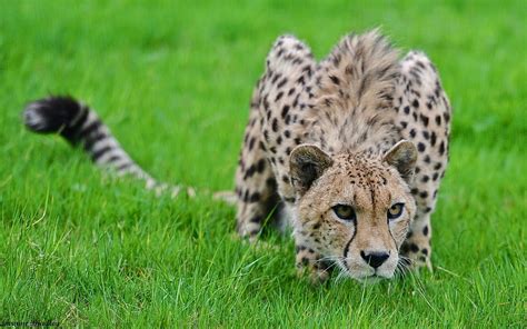I have received more email regarding black panthers and cougars than all other topics combined. Wallpaper : cheetah, grass, hunting, pose, lurk, big cat ...
