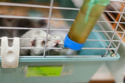 Ferret Cage Buying Guide How To Choose Correctly My Pet Ferret