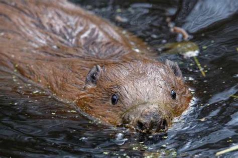 beavers reintroduced to southeast england