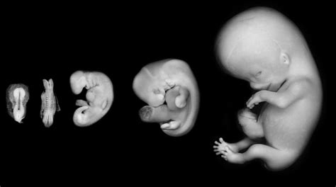 Entwicklung Des Fötus And Embryo Wachstumtabellen Für Ein Und Zwilinge