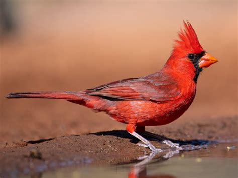 Kentucky State Bird The Cardinal Chipper Birds