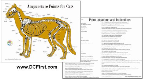 Cat Feline Acupuncture Chart