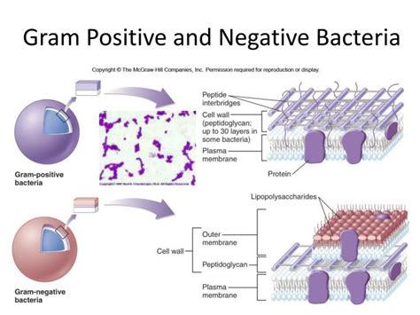 Diaminopamelic acid of one glycan backbone. PPT - Prokaryotes Chapter 19 PowerPoint Presentation - ID ...