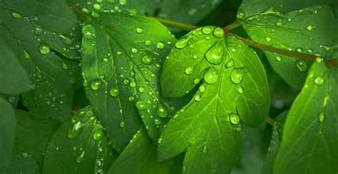 무료 사진 나뭇잎 식물 활엽 자연 녹색 초록 그린 잎 이슬 Pixabay의 무료 이미지 1477284