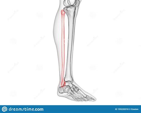 The Fibula Bone Stock Illustration Illustration Of Male 155220310