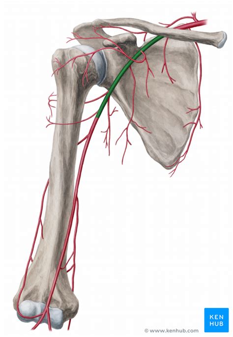 Anatomy Of Axilla