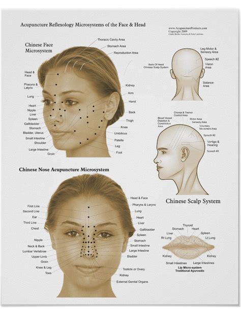 Acupuncture Reflexology Face And Head Microsystems Poster Print Etsy