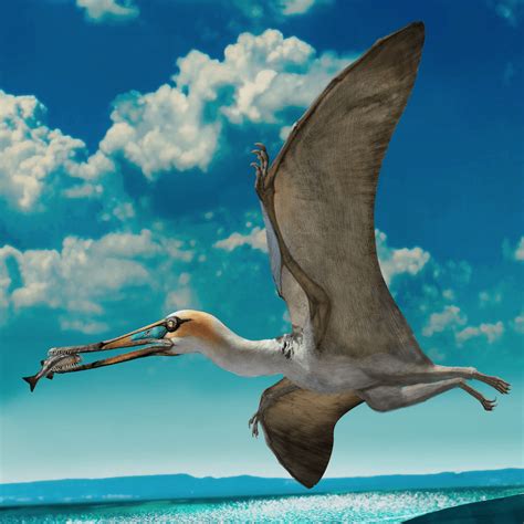 New Pterosaurs Species Found In Sahara Confirms New Golden Age For Fossil Discovery Morocco