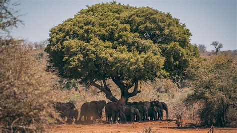 8 Impressive South African Trees You Must See Shamwari