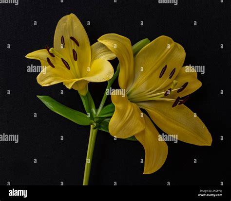 Beautiful Lilies Hi Res Stock Photography And Images Alamy