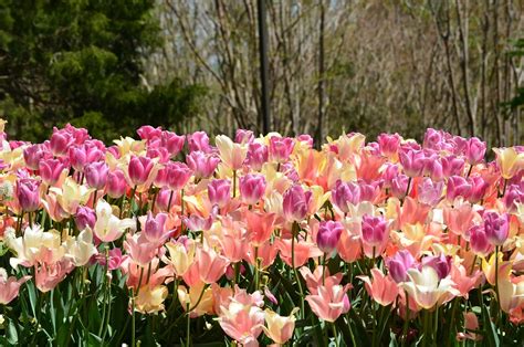 Free Photo Field Of Tulips Flowers Spring Free Image On Pixabay
