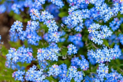 How To Grow Forget Me Nots In A Pot Gardeners Magazine