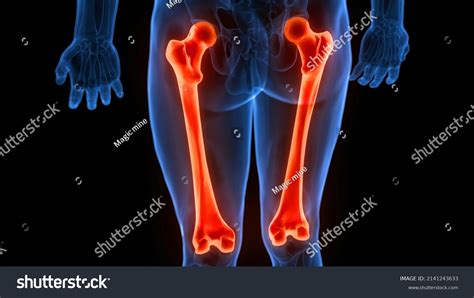 Human Skeleton System Femur Bone Joints Stock Illustration 2141243633