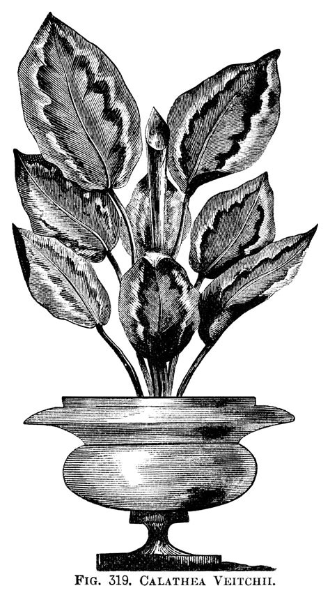 Calathea Veitchii ~ Free Vintage Botanical Potted Plant Clip Art