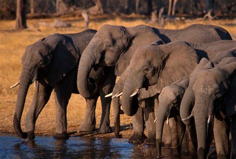 African Elephants Are Recognised As Two Distinct Species And Both Are