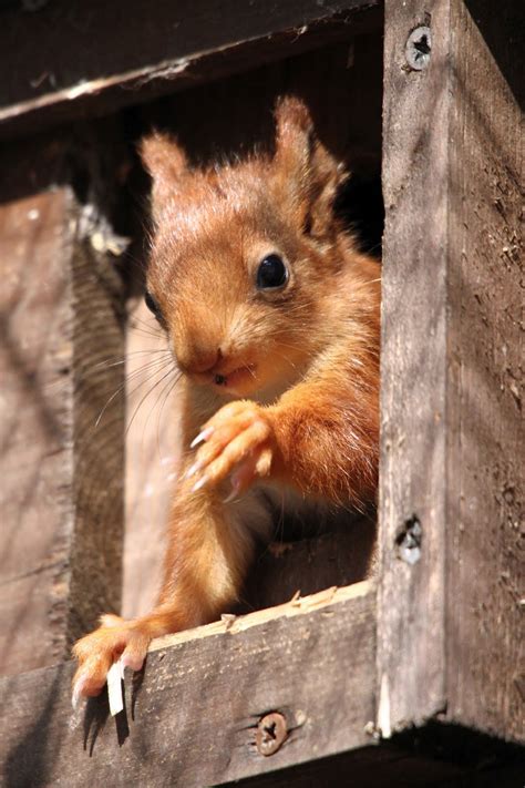 Wildwood Trust Baby Red Squirrels At Wildwood