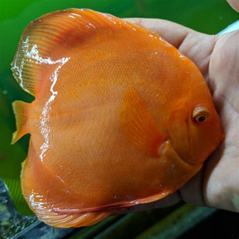 Albino Melon Discus Jack Wattley Discus