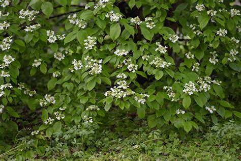 How To Grow And Care For Doublefile Viburnum Shrubs
