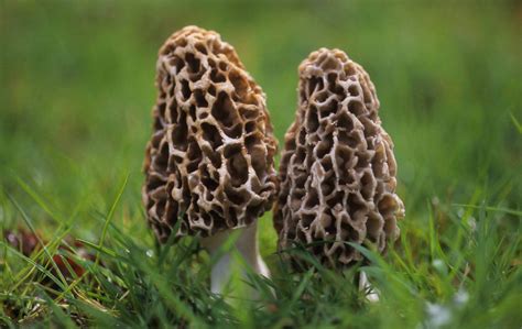 This Is How You Forage Morel Mushrooms Comprehensive Guide — First