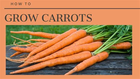 The Complete Guide To Growing Carrots Youtube