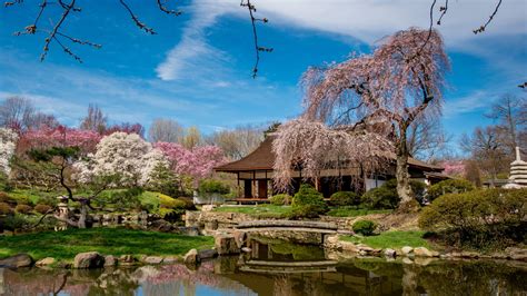The Philly Japanese Cherry Blossom Experience Age Of Grace